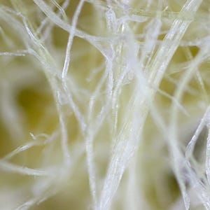 Bio Cellulose Fabric